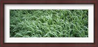 Framed High angle view of grass, Montana, USA