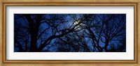 Framed Silhouette of Oak trees, Texas, USA