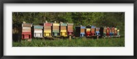 Framed Row of beehives, Switzerland