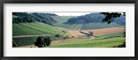 Framed France, Chablis, vineyards