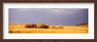 Framed Elephant Herd, Maasai Mara Kenya