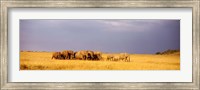 Framed Elephant Herd, Maasai Mara Kenya