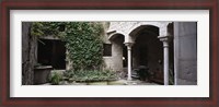 Framed Ivy on the wall of a house, Girona, Spain