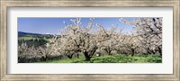 Framed Cherry Orchard, Oregon, USA