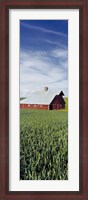 Framed Barn in a wheat field, Washington State (vertical)
