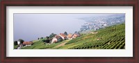 Framed Vineyards, Lausanne, Lake Geneva, Switzerland