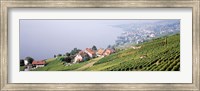 Framed Vineyards, Lausanne, Lake Geneva, Switzerland