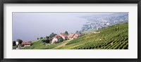 Framed Vineyards, Lausanne, Lake Geneva, Switzerland