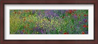 Framed Wildflowers El Escorial Spain