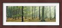 Framed Woodlands near Annweiler Germany