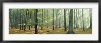 Framed Woodlands near Annweiler Germany