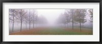Framed Trees in Fog Schleissheim Germany