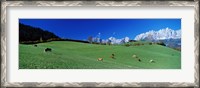 Framed Cattle Graze in Alps Wilder Kaiser Going Austria