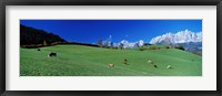 Framed Cattle Graze in Alps Wilder Kaiser Going Austria