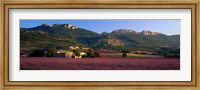 Framed Lavender Fields And Farms, High Provence, La Drome, France
