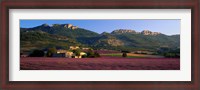 Framed Lavender Fields And Farms, High Provence, La Drome, France