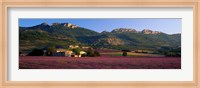 Framed Lavender Fields And Farms, High Provence, La Drome, France