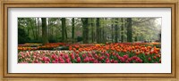 Framed Keukenhof Garden, Lisse, The Netherlands