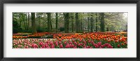 Framed Keukenhof Garden, Lisse, The Netherlands