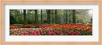 Framed Keukenhof Garden, Lisse, The Netherlands