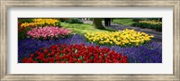 Framed Colorful flower beds, Keukenhof Garden, Lisse, The Netherlands