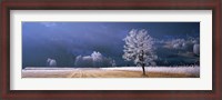 Framed Trees With Frost, Franstanz, Tyrol, Austria