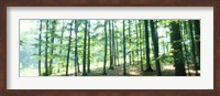 Framed Forest Scene with Fog, Odenwald, near Heidelberg, Germany