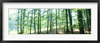 Framed Forest Scene with Fog, Odenwald, near Heidelberg, Germany