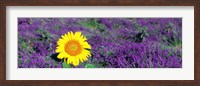 Framed Lone sunflower in Lavender Field, France