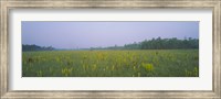 Framed Yellow Trumpet Pitcher Plants In A Field, Apalachicola National Forest, Florida, USA
