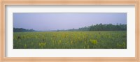 Framed Yellow Trumpet Pitcher Plants In A Field, Apalachicola National Forest, Florida, USA