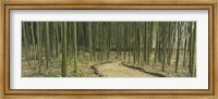 Framed Bamboo Trees, Kyoto, Japan