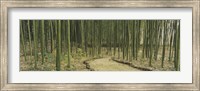Framed Bamboo Trees, Kyoto, Japan
