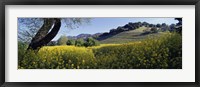 Framed Mustard Flowers Blooming In A Field, Napa Valley, California