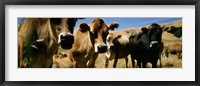 Framed Close Up Of Cows, California, USA