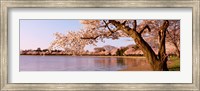 Framed Cherry blossom tree along a lake, Potomac Park, Washington DC, USA