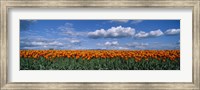 Framed Clouds over a tulip field, Skagit Valley, Washington State, USA