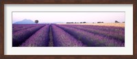 Framed Lavender Field, Plateau De Valensole, France