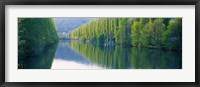 Framed Poplar Trees On River Aare, Near Canton Aargau, Switzerland