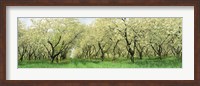 Framed Rows Of Cherry Tress In An Orchard, Minnesota, USA