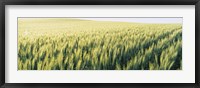 Framed Field Of Barley, Whitman County, Washington State, USA