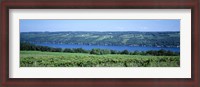 Framed Vineyard with a lake in the background, Keuka Lake, Finger Lakes, New York State, USA