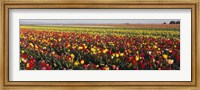 Framed Tulip Field, Willamette Valley, Oregon, USA