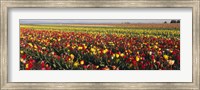 Framed Tulip Field, Willamette Valley, Oregon, USA