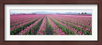 Framed Tulip Fields, Skagit County, Washington State, USA