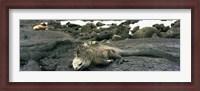 Framed Marine Iguana Galapagos Islands