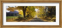 Framed Trees on both sides of a road, Danby, Vermont, USA