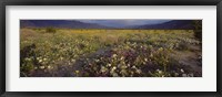 Framed High angle view of wildflowers in a landscape, Anza-Borrego Desert State Park, California, USA