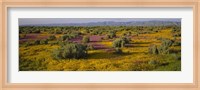 Framed High Angle View Of Wildflowers In A Landscape, Santa Rosa, Sonoma Valley, California, USA