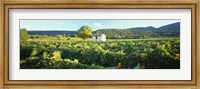 Framed Vineyard Provence France